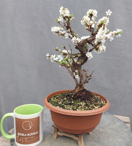 Beautiful flowering nanking - beautiful,