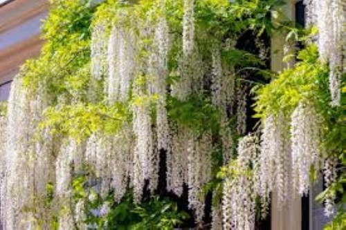 White wisteria seeds - white,