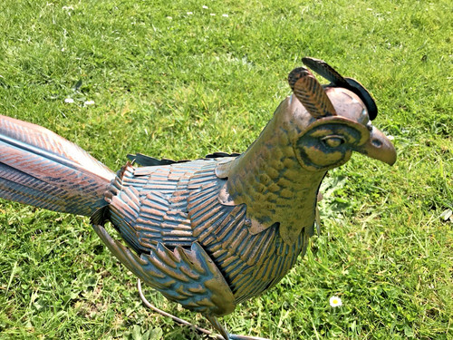 Gold pheasant bird - gold,