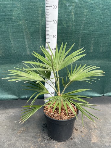 Trachycarpus var nainital - ,