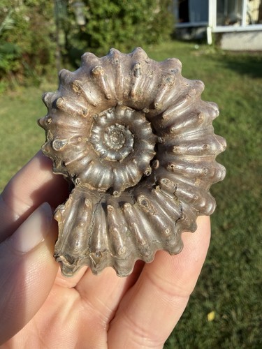 Douvilliceras ammonite - douvilliceras,