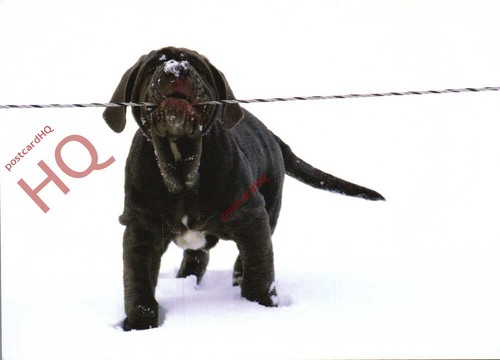 Picture postcard dog - picture, postcard:;dog