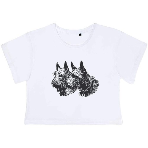 Scottish terrier couple - 'scottish, couple'