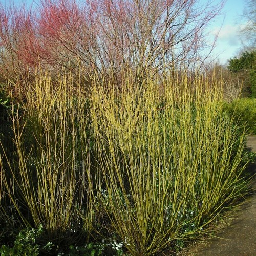 Cornus stolonifera