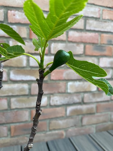 Fig tree brown turkey - tree,