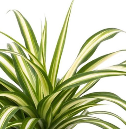 Spider plant height - spider,