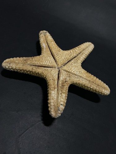 Naturally dried star fish - dried,