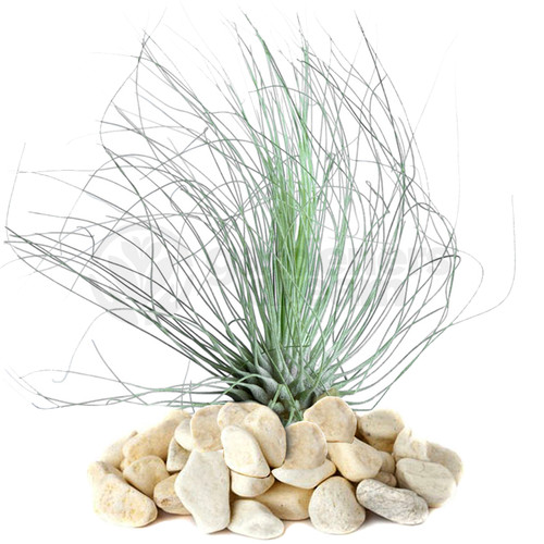Tillandsia argentea 1 - tillandsia,
