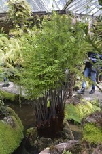 Osmunda regalis | Hardy fern |