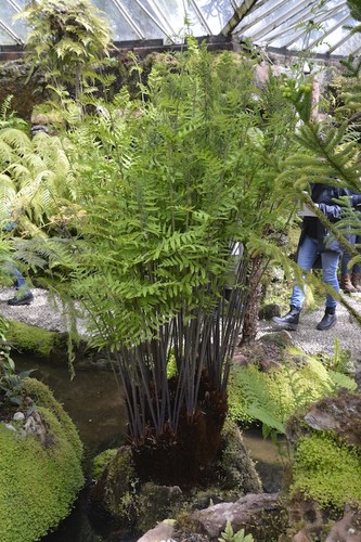 Osmunda regalis hardy fern - hardy, |