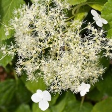 Suttons Hydrangea petiolaris Garden Climbing Shrub Flowering 2 x 3 Litre Pots