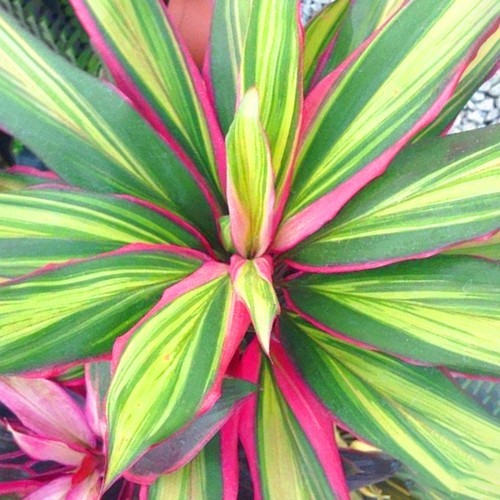 Cordyline kiwi plant - cordyline,