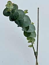 Eucalyptus pulverulenta 'Baby Blue' (Silver-leaved mountain) in 8cm pot