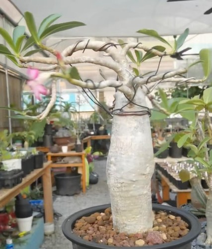 Adenium gao mei own root - mei”,