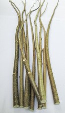 15x 100cm Long Natural Hazel