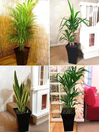 Large indoor office - 1,