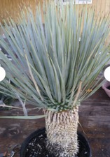 Yucca Rostrata Seeds 12