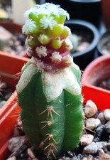 Cactus, Cochemiea (Mammillaria) theresae, grafted, 2cm