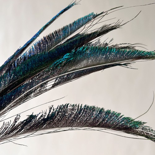 40cm quality peacock sword - 30-40cm, peacock-sword