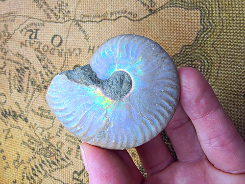 Polished iridescent ammonite - polished,
