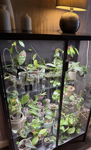 Mystery hoya bundle - mystery,