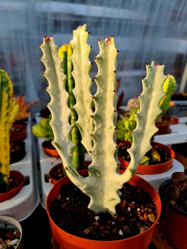 Euphorbia lactea variegated - variegated, |