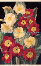 R422064 Polyanthus Latin name Primula Polyantha PC 20 Dixon 1952