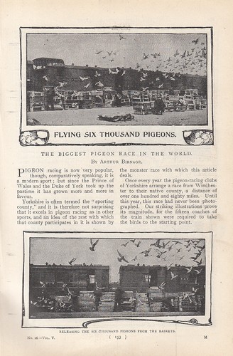 The biggest pigeon race - pigeon,