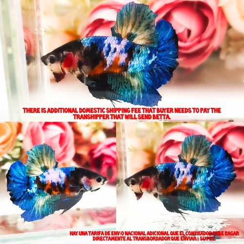 Blue candy halfmoon plakat - candy,