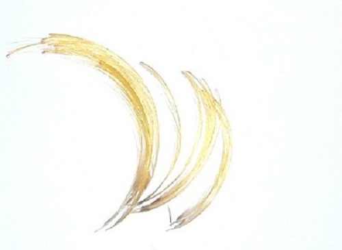 Veniards golden pheasant - veniards,