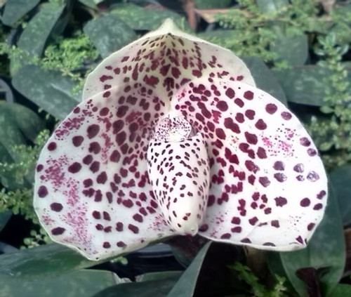 Rare paphiopedilum bellatulum - paphiopedilum,