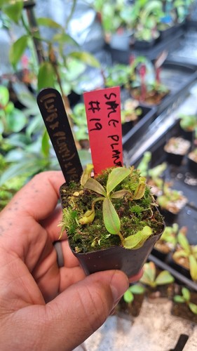 Nepenthes x - x, platychila)