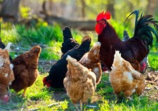 MAGNETIC SEXER FOR HATCHING