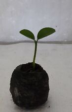 Satsuma Mandarin, Citrus