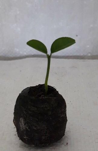 Satsuma mandarin citrus - satsuma,
