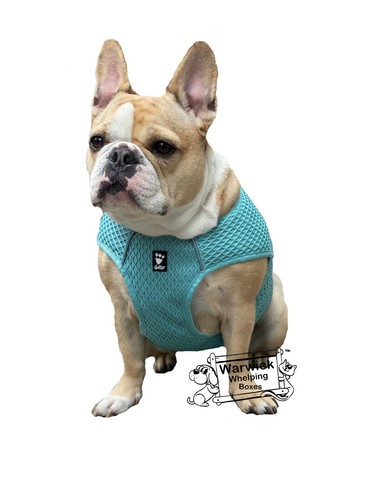 Dog puppy cooling - dog, wrap