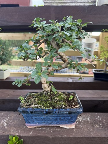 Ficus bonsai tree - ficus,