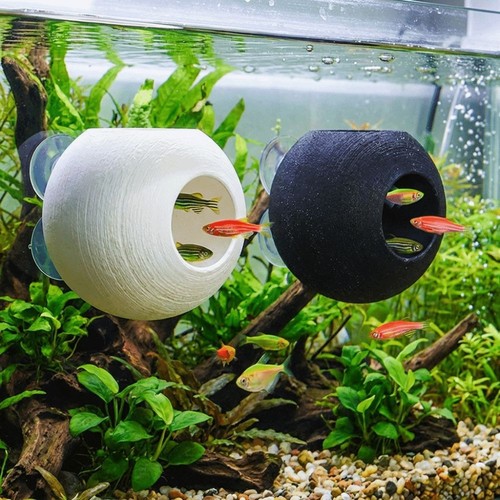 Fish shrimp hiding cave - fish,