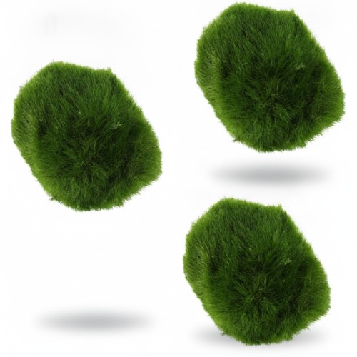 Live marimo moss ball - ball, aquarium