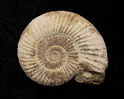 Perisphinctes ammonite from - ammonite,