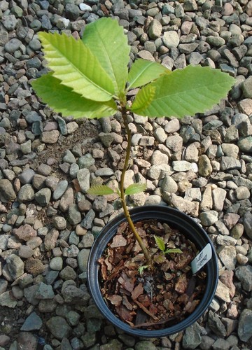 Castanea sativa sweet chestnut - castanea,