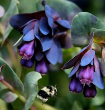Cerinthe major, Blue shrimp pride of Gibraltar flower - 10 Sementes
