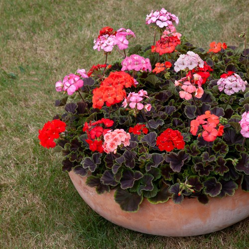Pelargonium horizon shadow mix - pelargonium,