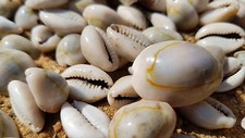 BEAUTIFUL GOLDRING COWRIE NATURAL SEA SHELLS FROM BALI, INDONESIA (100g)