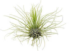 Tillandsia airplant argentea - tillandsia,