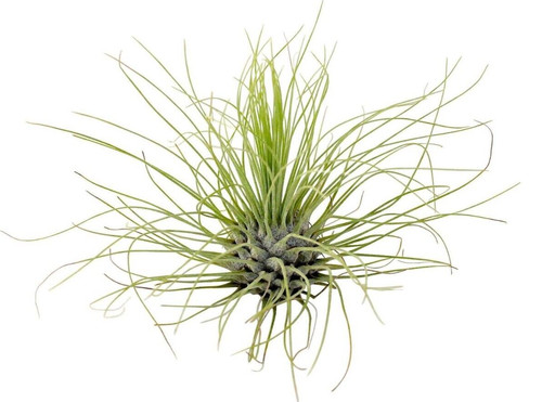 Tillandsia airplant argentea - tillandsia,