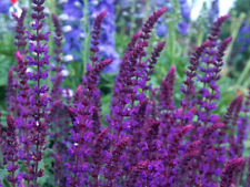 SALVIA NEMOROSA - VIOLET QUEEN 0.7 GRAM ~ APPROX 630 FINEST SEEDS