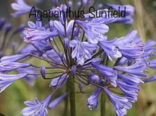 “SALE” Agapanthus Sunfield