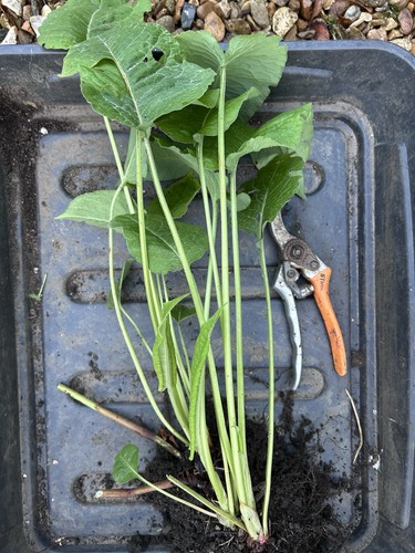 Large bare root - 1,