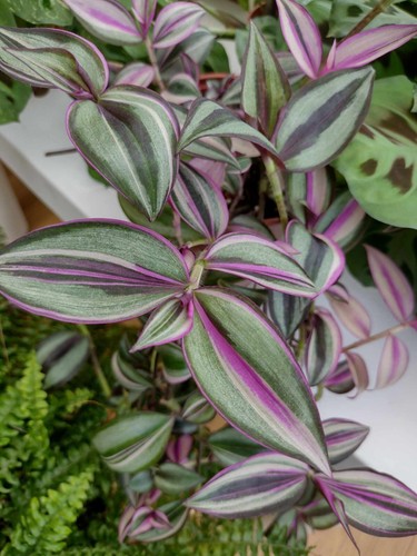 Tradescantia quadricolor - quadricolor, 3